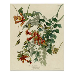Pôster Hummingbird Ruby Throbon Audubon