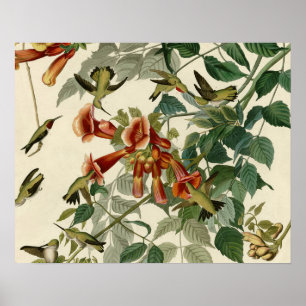 Pôster Hummingbird Ruby Throbon Audubon