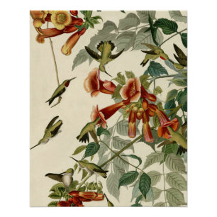 Pôster Hummingbird Ruby Throbon Audubon