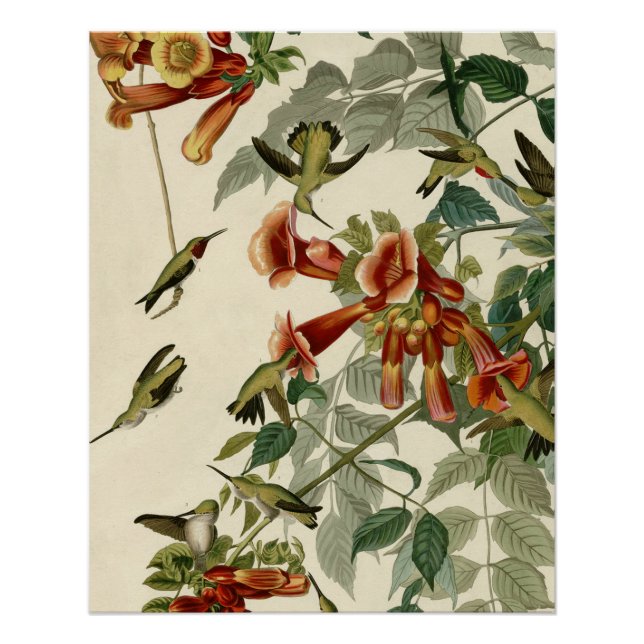 Pôster Hummingbird Ruby Throbon Audubon (Frente)