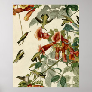 Poster Hummingbird Ruby Throbon Audubon