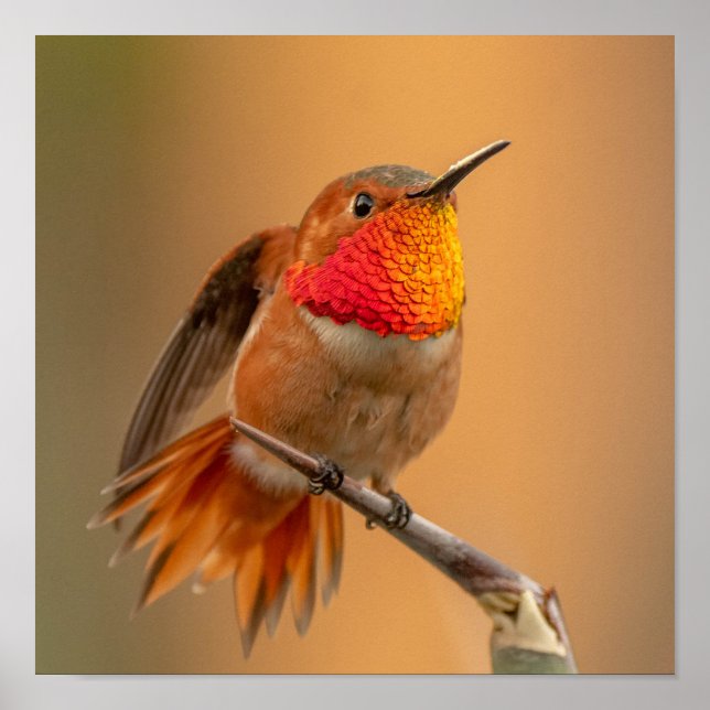 Poster Hummingbird Rufo com Penas Desabafadas (Frente)