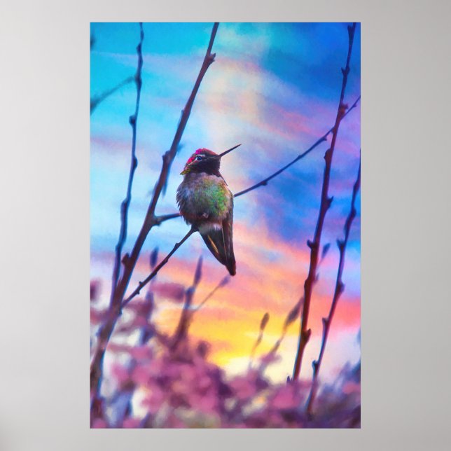POSTER HUMMINGBIRD SUNRISS GLORY (Frente)