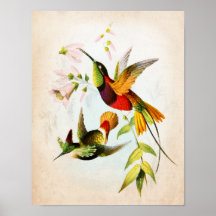 Hummingbird Trabalho de arte nº 15 Vintage Bird Ar