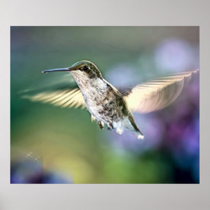 Poster Hummingbird Voando