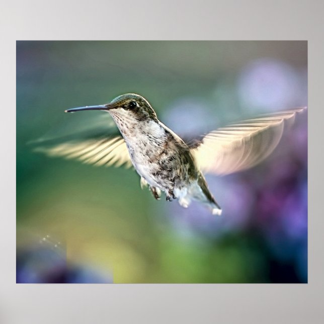 Poster Hummingbird Voando (Frente)