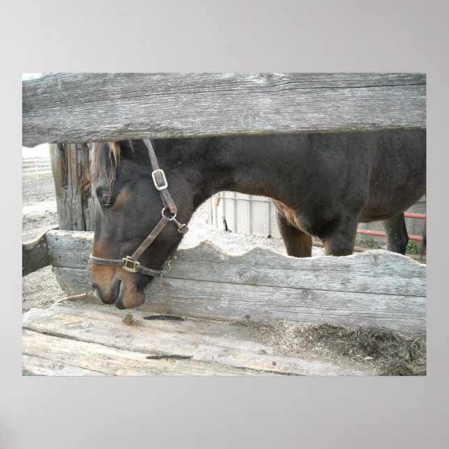 Pôster Humor com Cavalo fazenda (Frente)