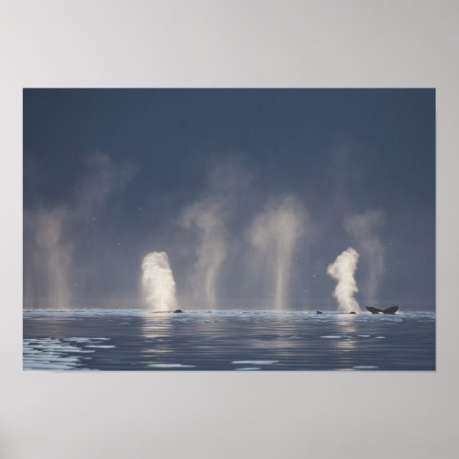 Pôster Humpback Whales Megaptera novaeangliae) (Frente)