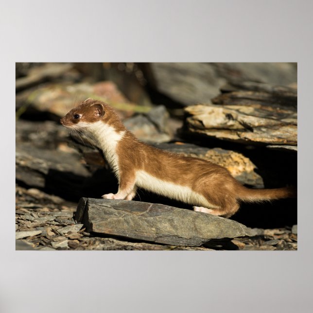 Poster Hunting Weasel (Frente)