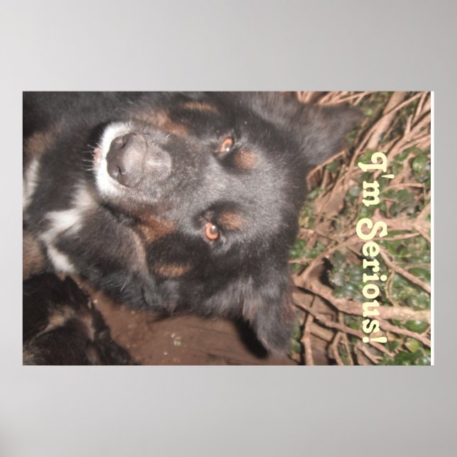 Poster Husky Collie Mestiço (Frente)