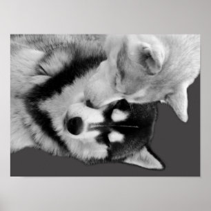 Poster Husky Love