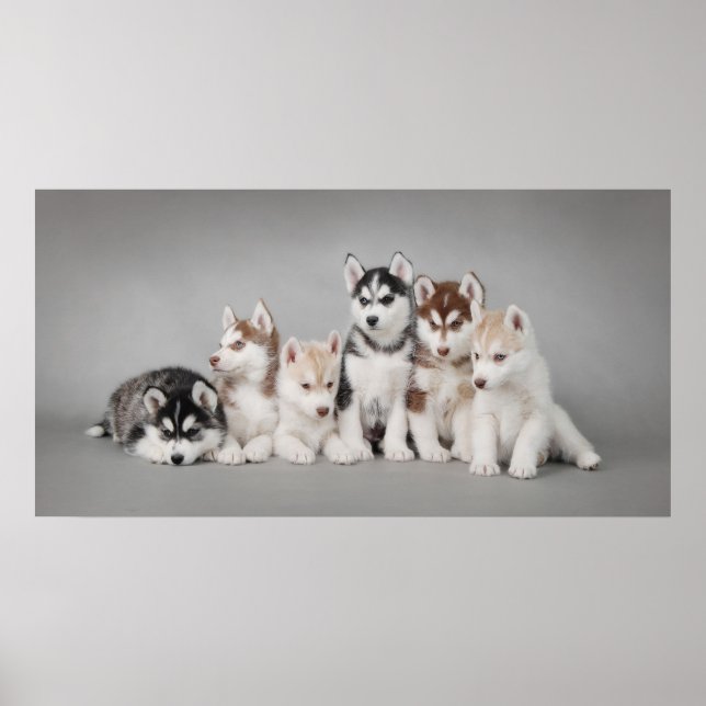 Poster Huskys (Frente)