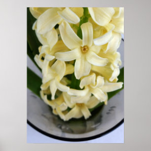 Poster hyacinth amarela