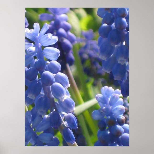Poster - Hyacinth de Uva (Frente)