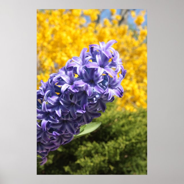 Pôster Hyacinth e Forsythia (Frente)