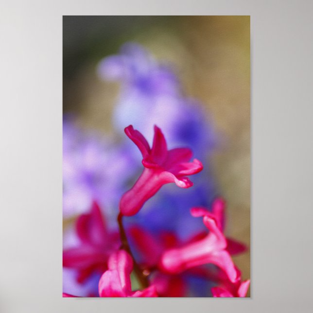 Poster Hyacinth Flowers (Frente)