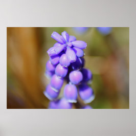 Poster Hyacinth Grape