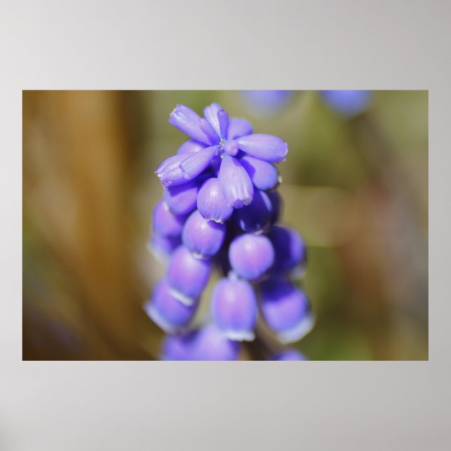Poster Hyacinth Grape (Frente)