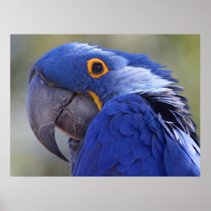 Pôster Hyacinth Macaw