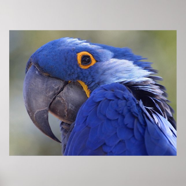 Pôster Hyacinth Macaw (Frente)