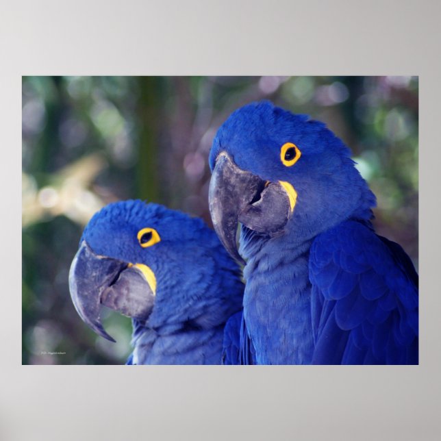Pôster Hyacinth Macaws (Frente)