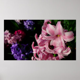 Pôster Hyacinth Primavera Floral rosa
