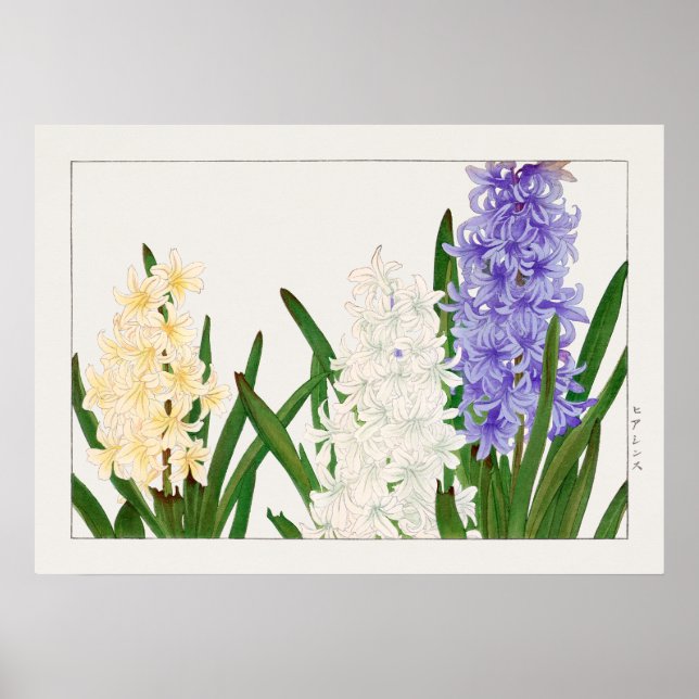 Poster Hyacinth, Purple White e Yellow Flowers por Konan, (Frente)