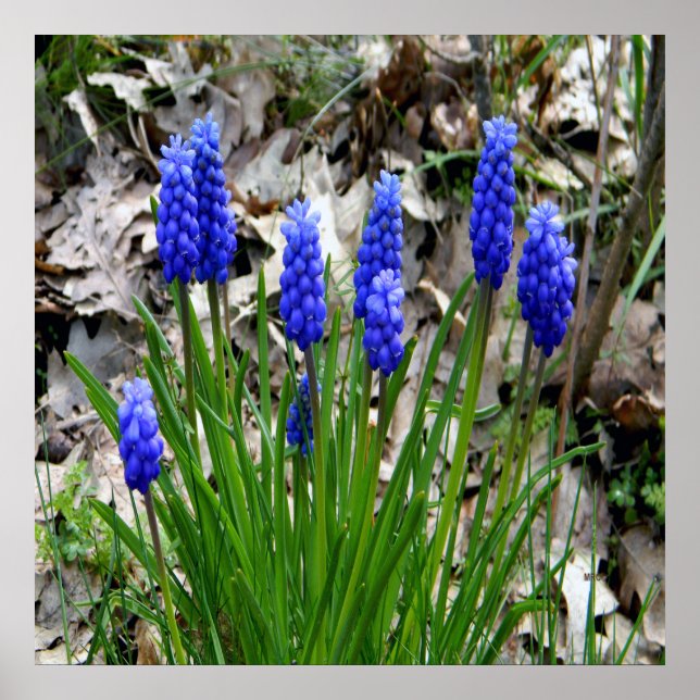 Poster Hyacinths de Uva.... (Frente)