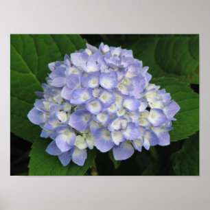 Poster Hydrangea