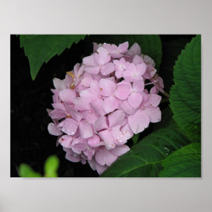 Pôster Hydrangea