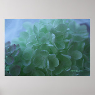 Pôster hydrangea 1