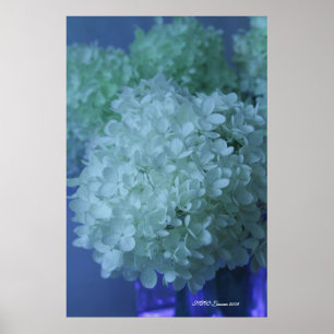 Pôster Hydrangea 11