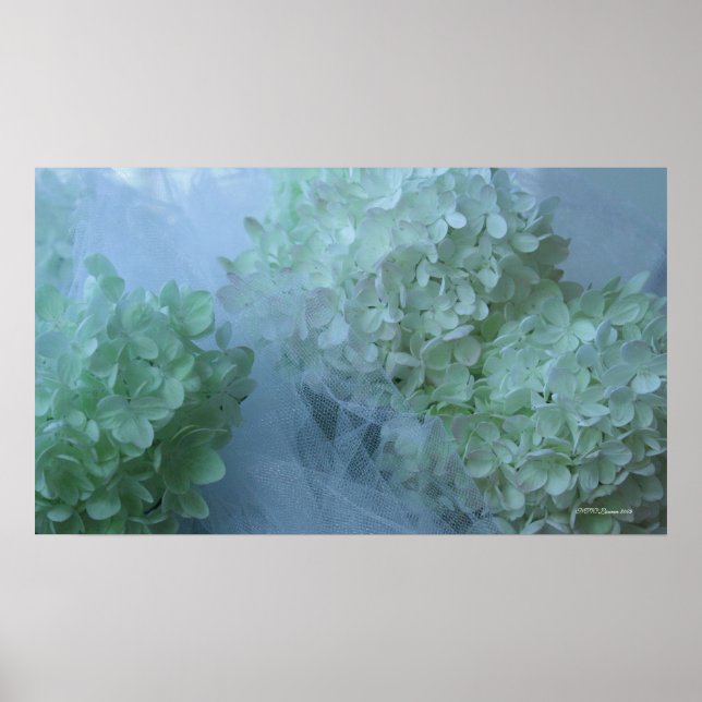 Poster Hydrangea 19 (Frente)