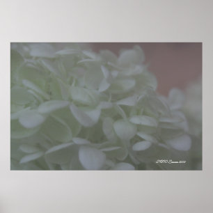 Pôster Hydrangea 6