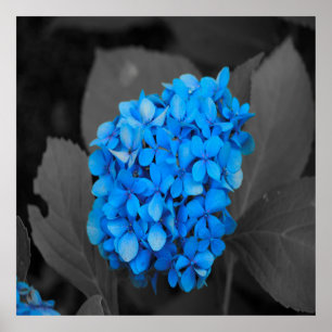Poster Hydrangea azul