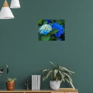 Poster Hydrangea Blooms Floral Fotografia