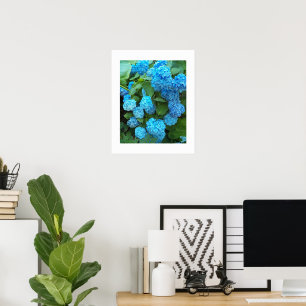 Poster Hydrangea Blooms Floral Fotografia