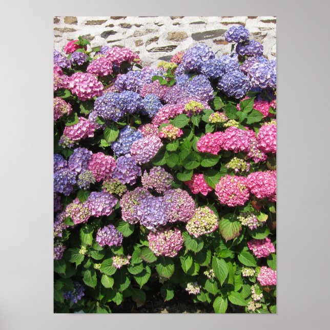 Poster Hydrangea bush (Frente)