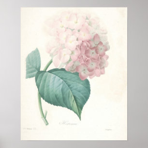 Pôster Hydrangea cor-de-rosa