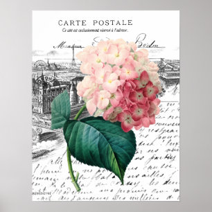 Poster Hydrangea cor-de-rosa do vintage