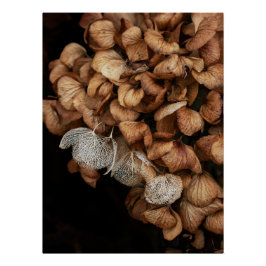 Pôster Hydrangea desbotada