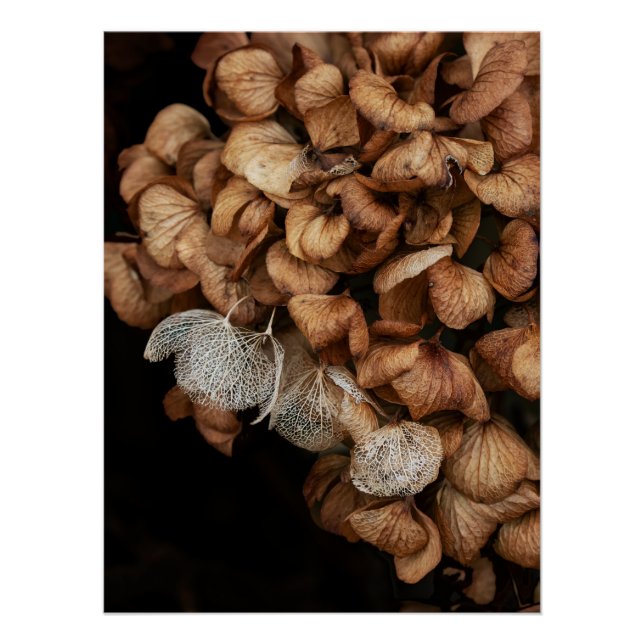 Pôster Hydrangea desbotada (Frente)