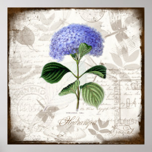 Pôster Hydrangea do vintage