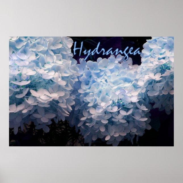 Poster Hydrangea em Azul (Frente)