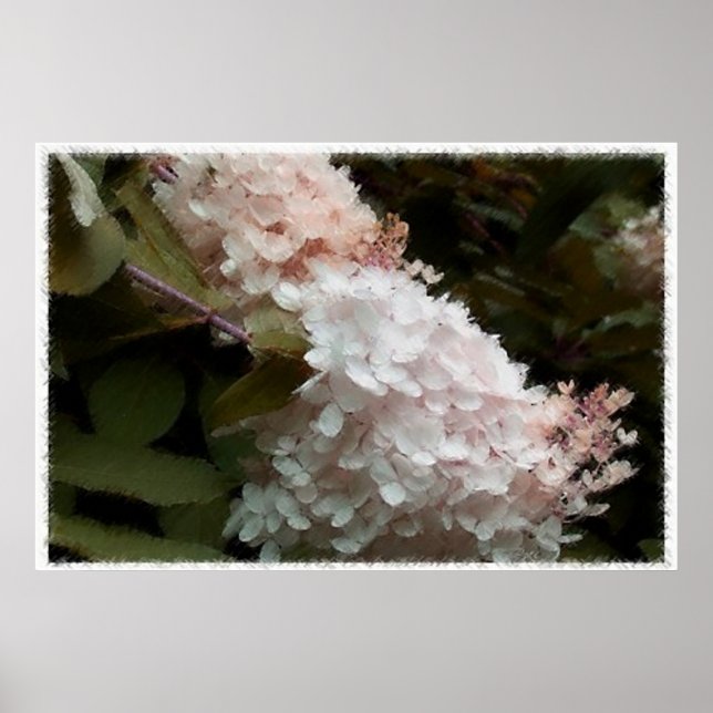 Poster Hydrangea Flowers Fotografia Rosa (Frente)