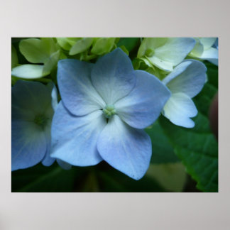 Poster Hydrangea in Bloom
