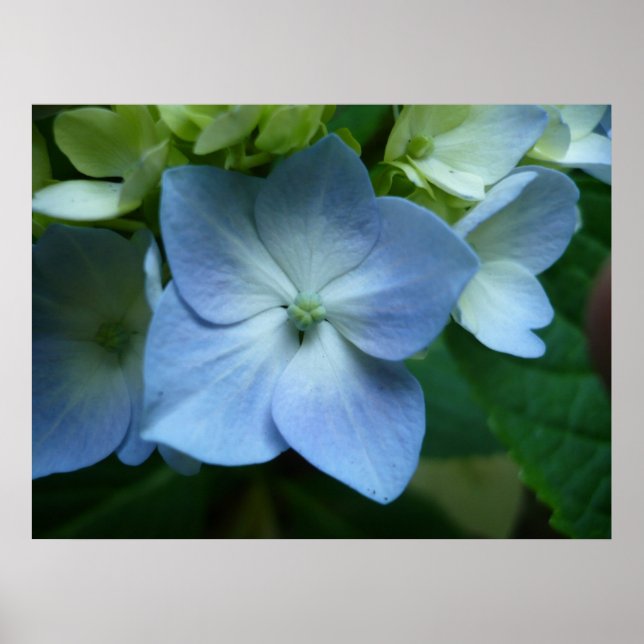 Poster Hydrangea in Bloom (Frente)