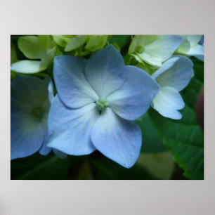 Poster Hydrangea na flor