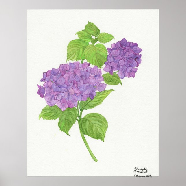 Poster Hydrangea roxa (Frente)