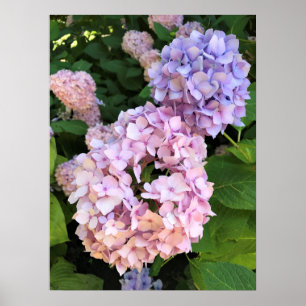 Poster Hydrangeas